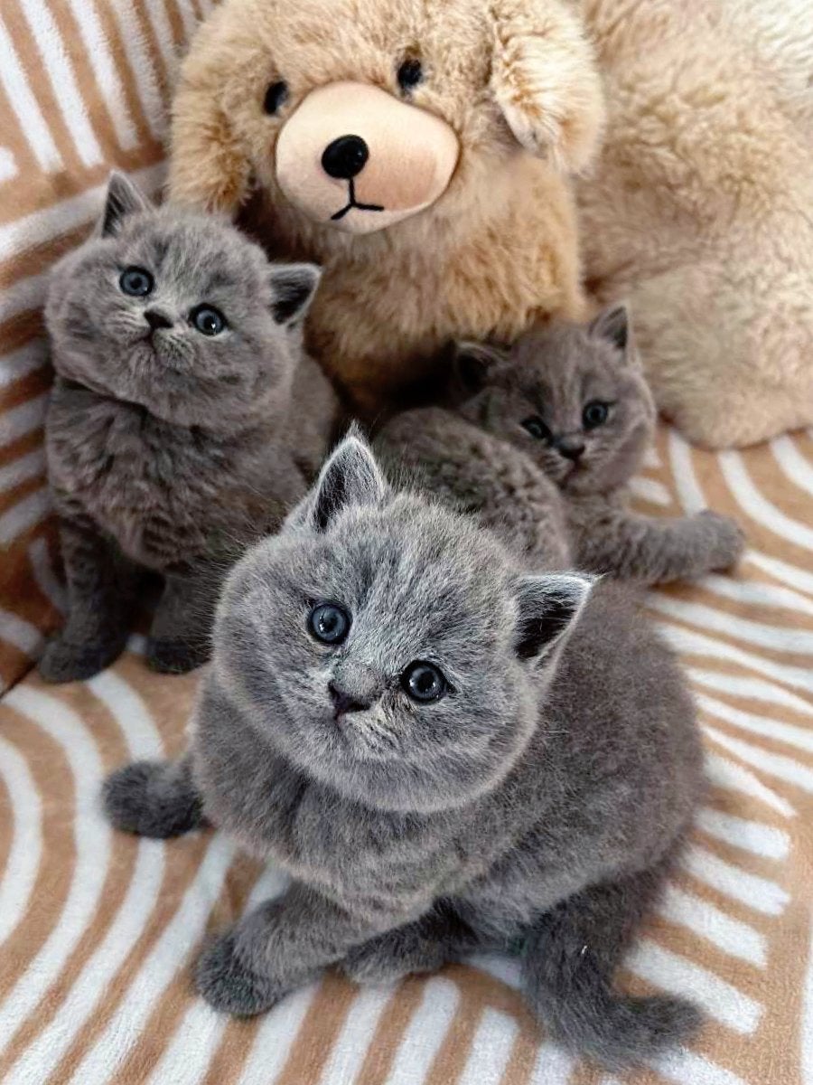 Drie prachtige volbloed Britse korthaar kittens, Meerdere dieren, Ontwormd, 0 tot 2 jaar