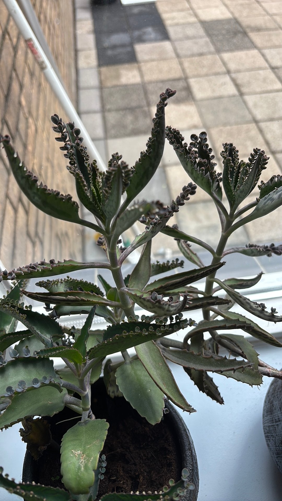 vetplant bommenwerper zaadjes, Ophalen of Verzenden, Vaste plant, Overige soorten, Volle zon