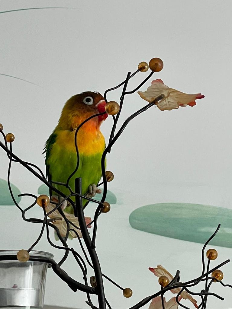 Gezonde Lieve Jonge Agapornis Dwergpapegaai Lovebird Handtam, Dieren en Toebehoren, Meerdere dieren, Dwergpapegaai of Agapornis
