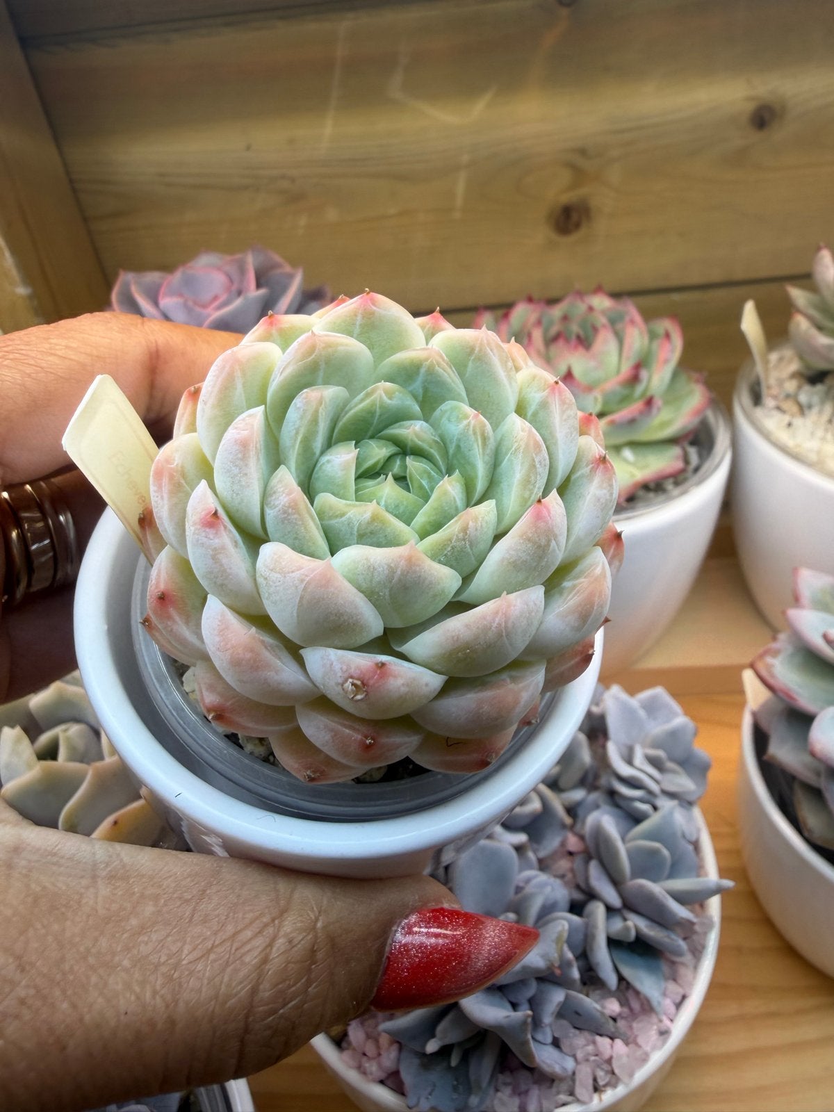 Echeveria Hybrid 6cm - Prachtige Vetplant, Overige soorten, Volle zon, Vaste plant, Verzenden