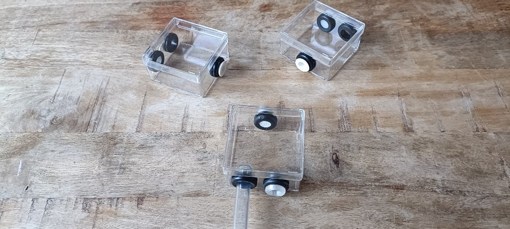 Mini buitenwereld voor mieren, Mieren