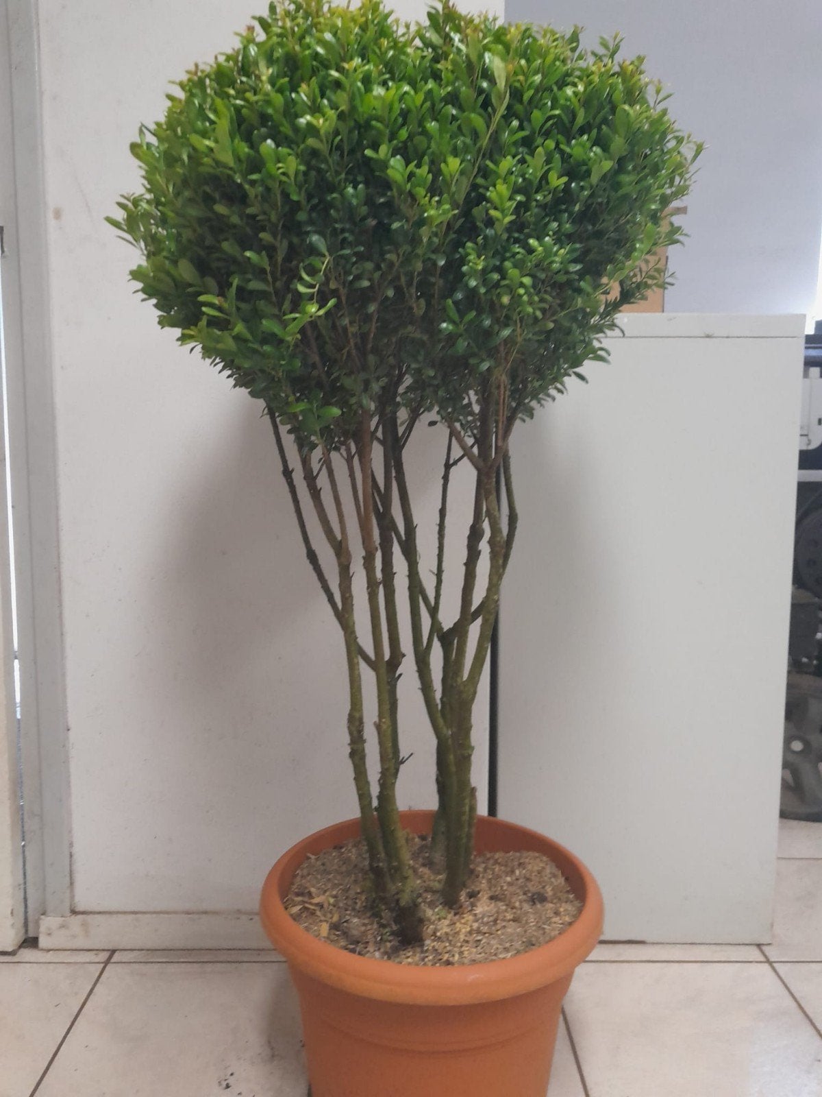 Ilex Crenata & Osmantus - Prachtige meerstammige bollen, Overige soorten, Vaste plant, Ophalen of Verzenden, Bloeit niet