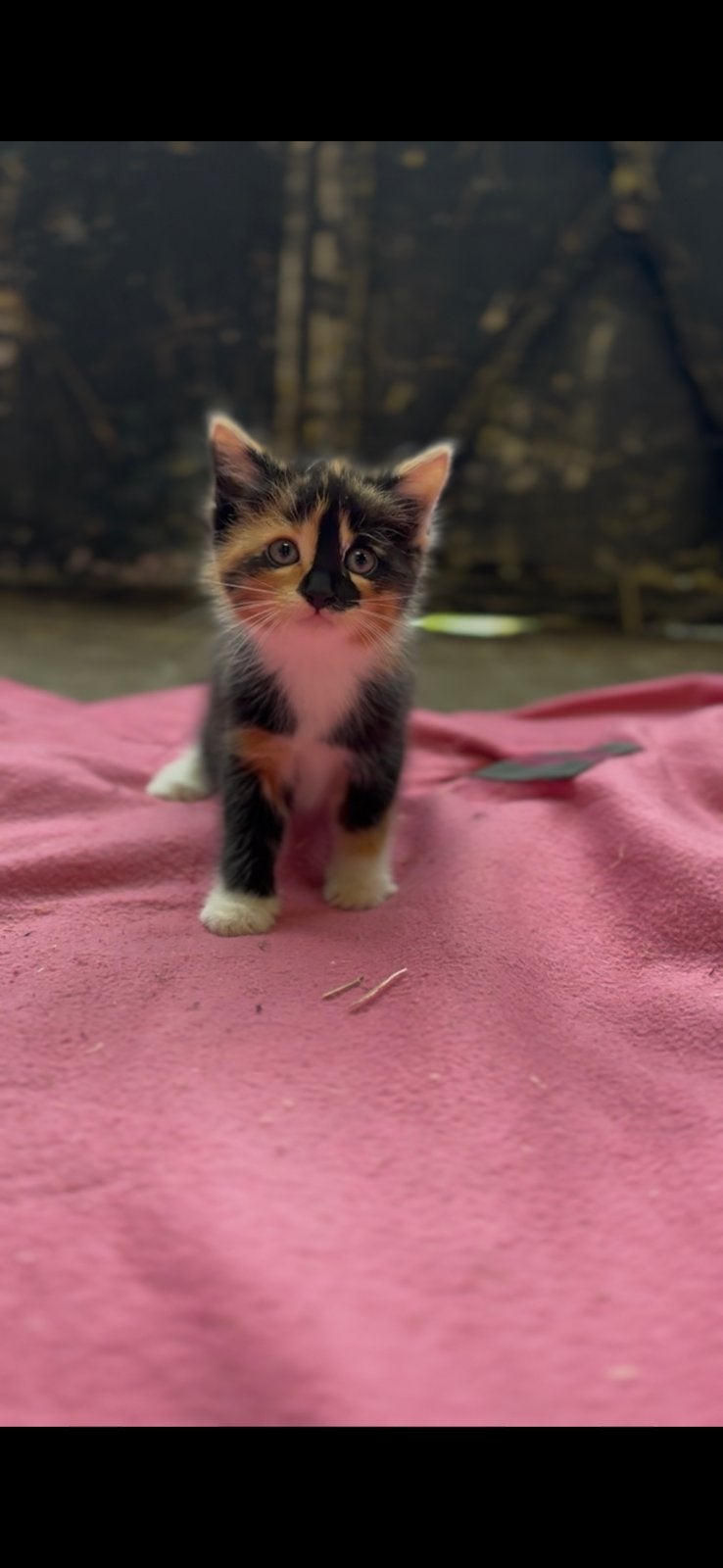 Super lieve halve Maine Coon kruising kittens, Meerdere dieren