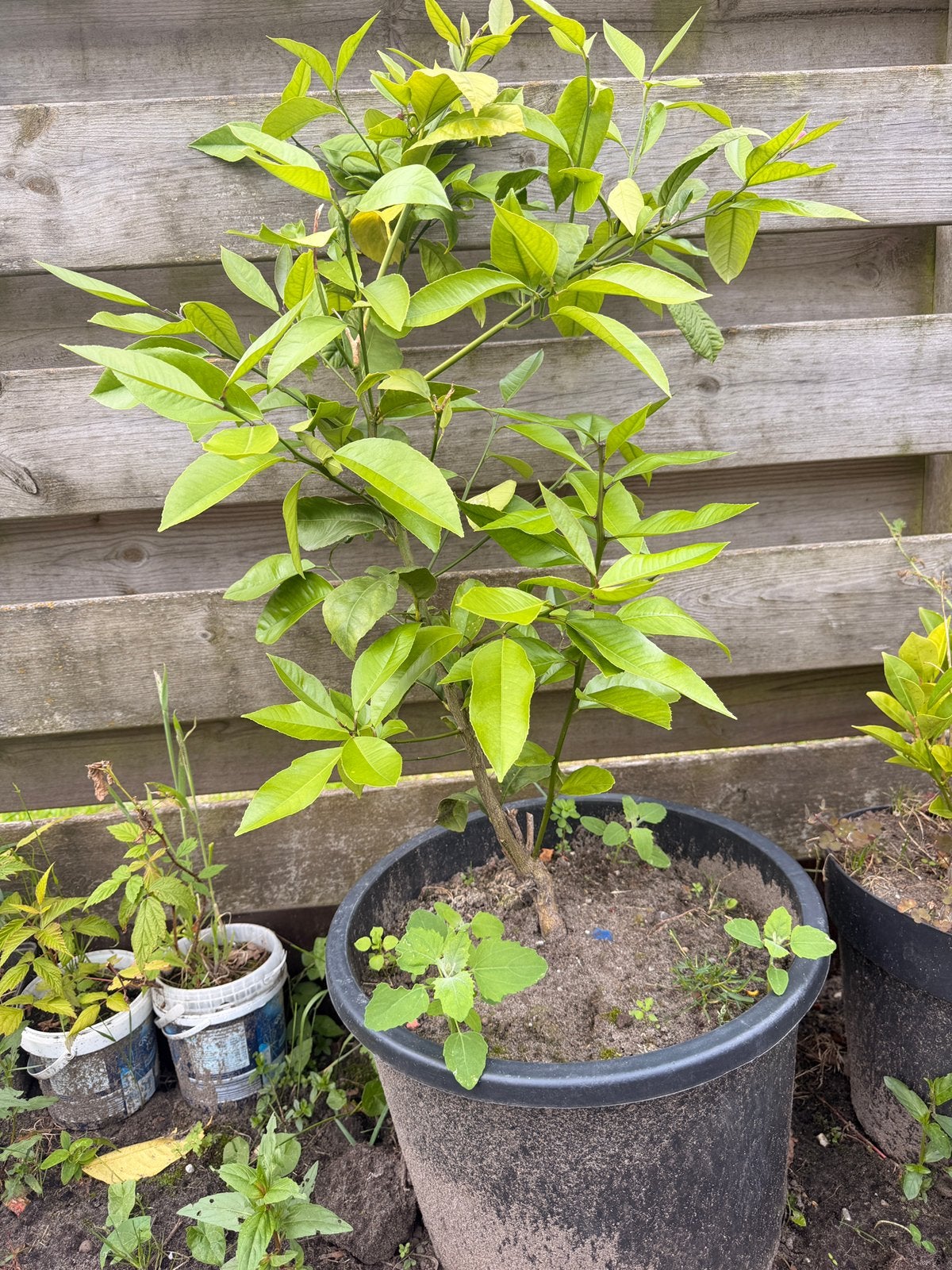 Citrusboom ,, Ophalen, Minder dan 100 cm