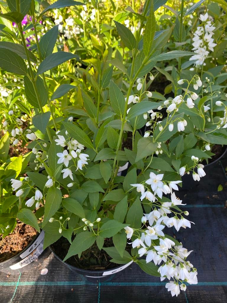 Deutzia ternata - Elegant bloeiende struik, Volle zon, Vaste plant, Lente, Ophalen