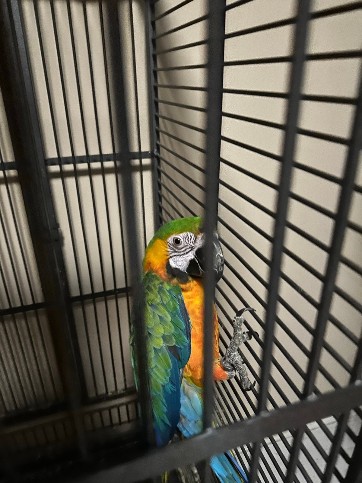 3 papegaaien, Meerdere dieren, Papegaai, Tam