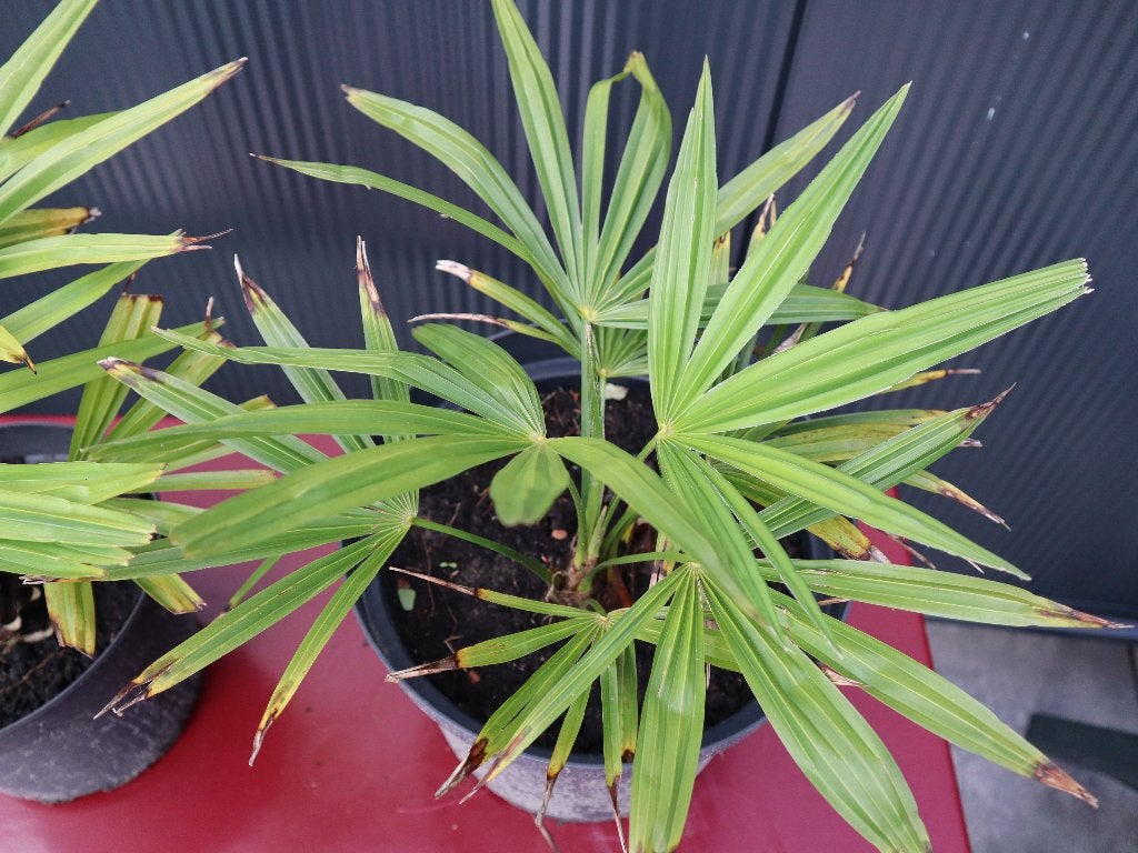 palmboom planten | winterhard | in grote pot of volle grond, Tuin en Terras, Planten | Tuinplanten, Volle zon, Vaste plant, Bloeit niet
