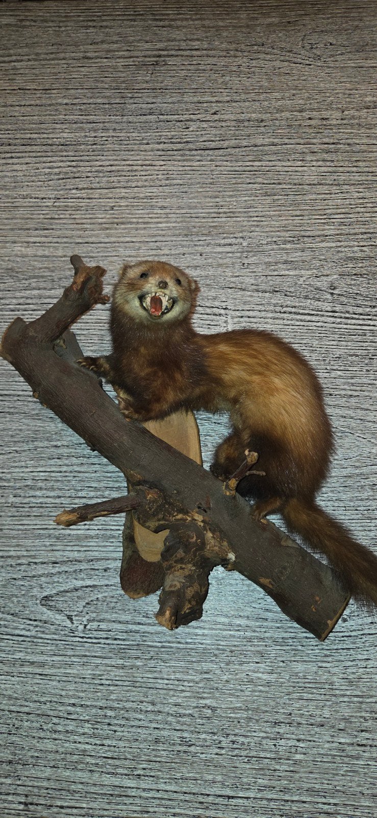 Opgezette bunzing of fret - taxidermie, Ophalen of Verzenden, Opgezet dier