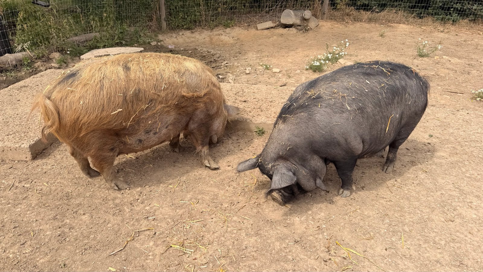 Kune kune varkens zeug en beer 4 jaar en gezond, Dieren en Toebehoren, Meerdere dieren, Varken