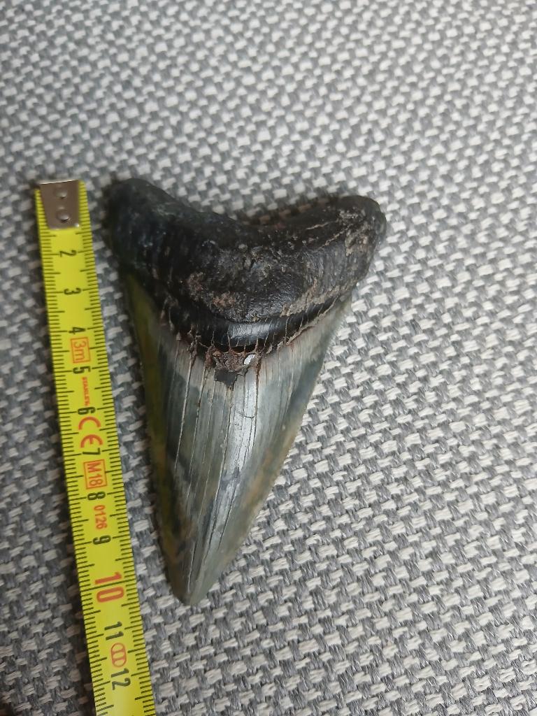 Megalodon tand, Verzamelen, Mineralen en Fossielen, Ophalen of Verzenden, Fossiel