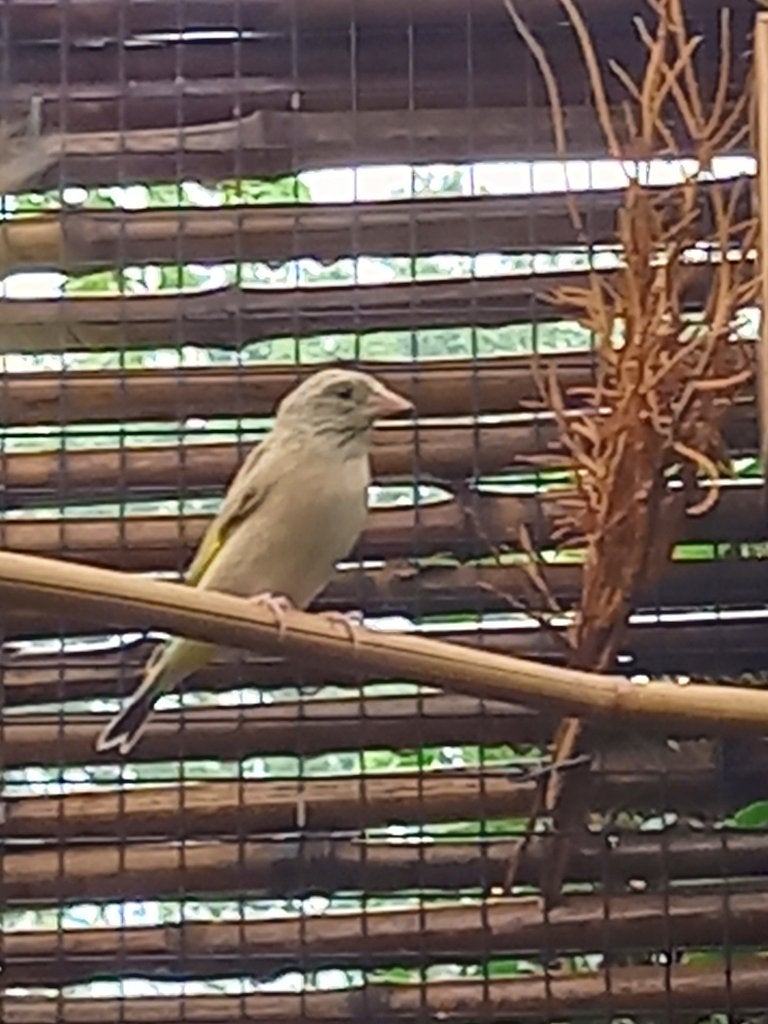 Chinese groenling, Meerdere dieren, Tropenvogel, Geringd