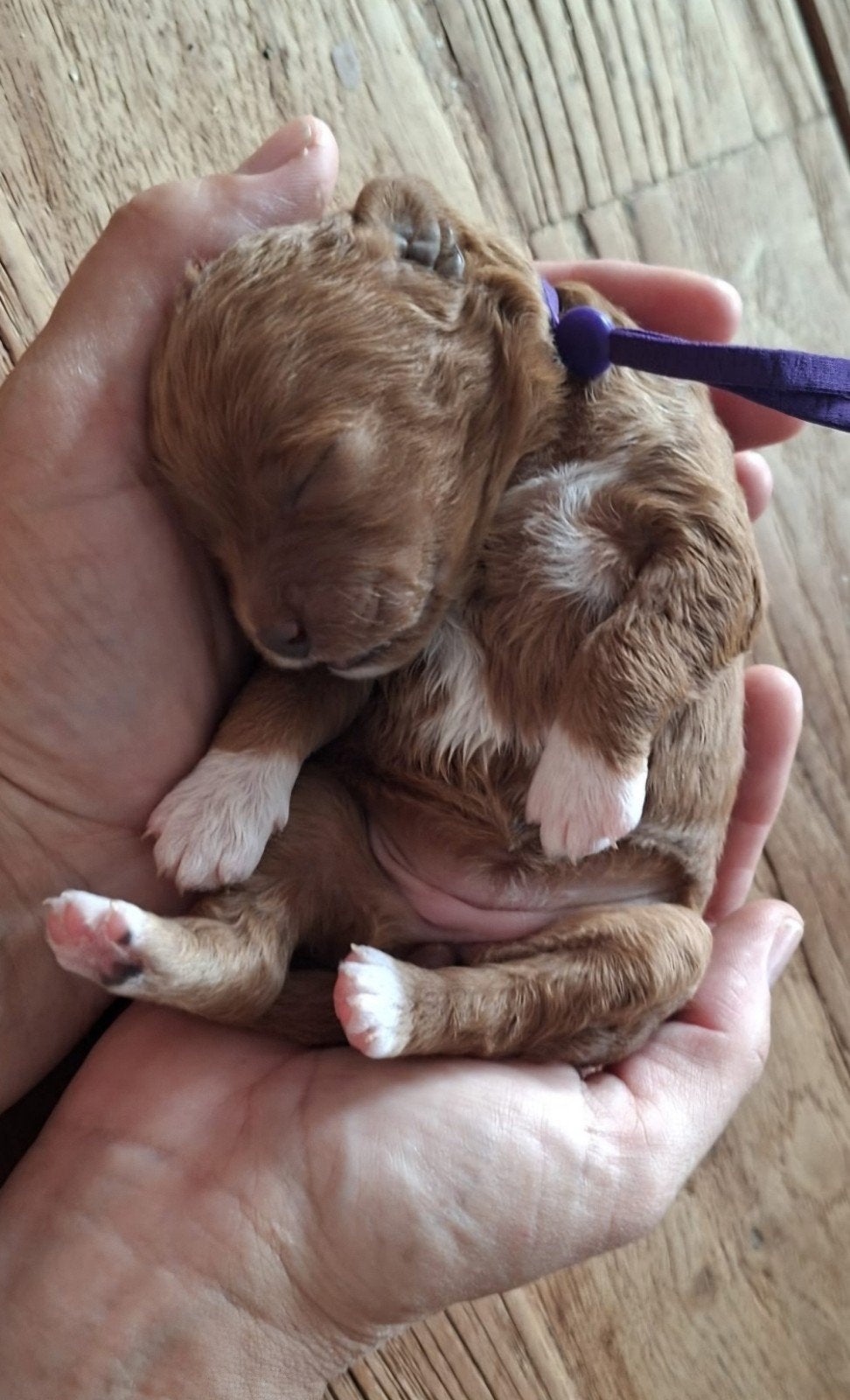 Mini Labradoodle Puppies., Dieren en Toebehoren, Honden | Retrievers, Spaniëls en Waterhonden, Overige rassen, 8 tot 15 weken