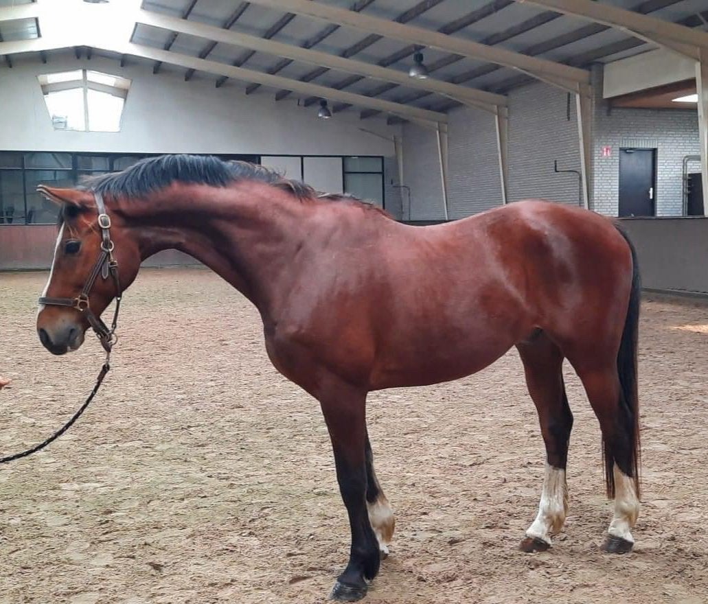 ⭐️⭐️Te koop schoolmaster ⭐️⭐️, Dieren en Toebehoren, Springpaard, Met stamboom, Z, Ruin
