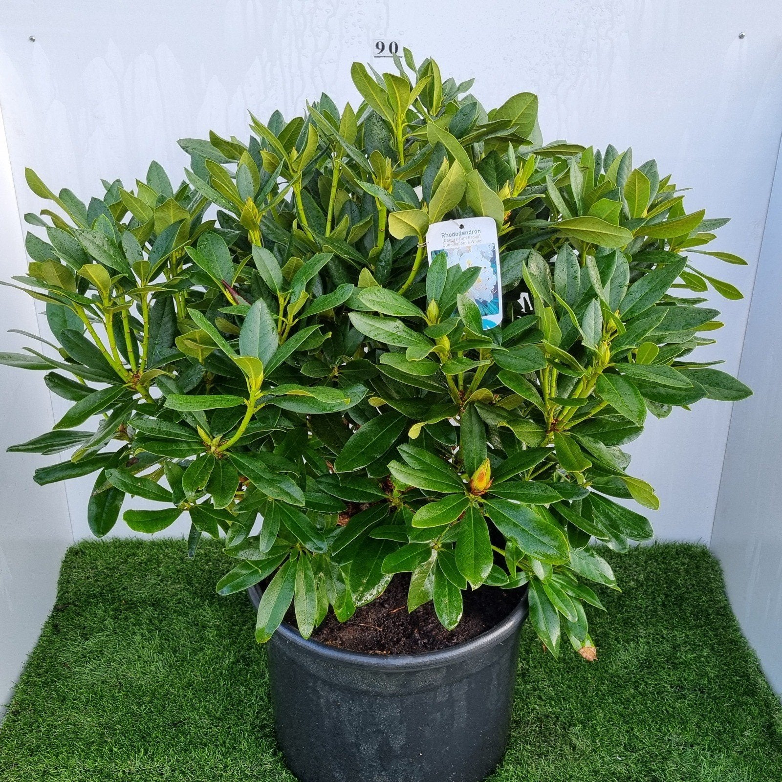 Rhododendron 'Cunningham's White' - 80-100cm, Overige soorten, Vaste plant, Ophalen of Verzenden, Halfschaduw