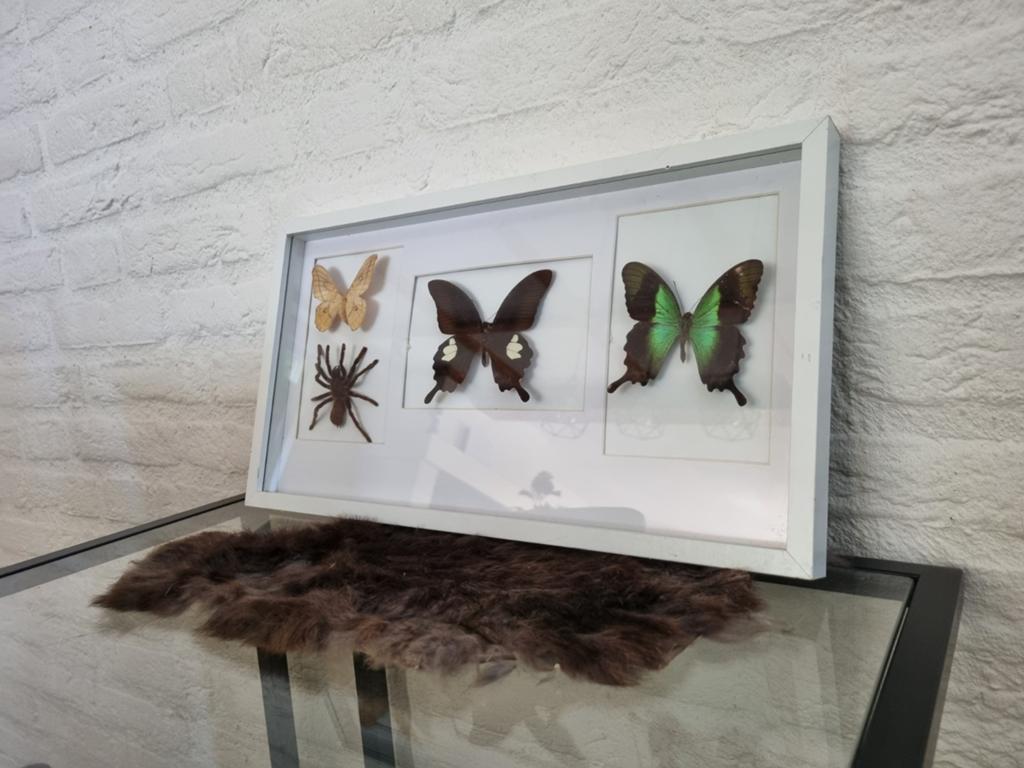 Ingelijste vlinders en spin - Decoratief object, Verzamelen, Ophalen of Verzenden
