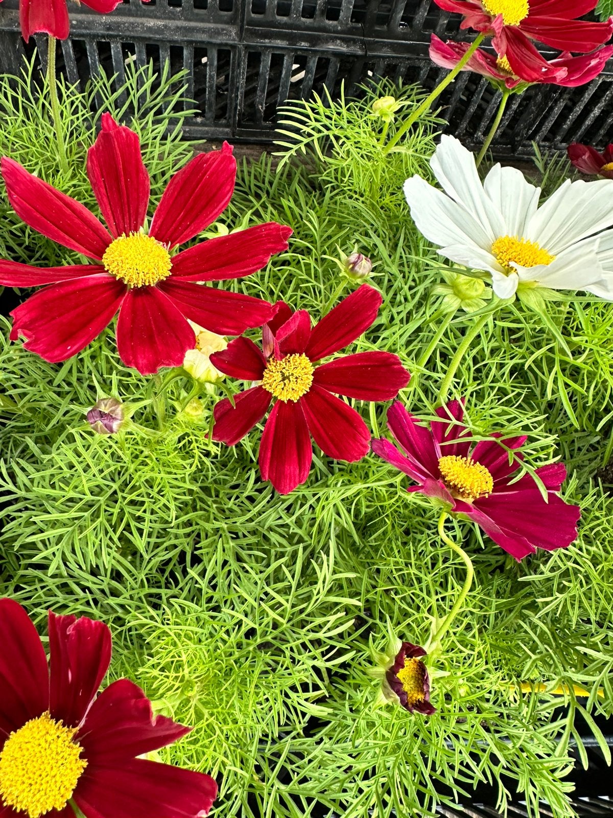 Tuinplanten te koop, Ophalen of Verzenden, Halfschaduw