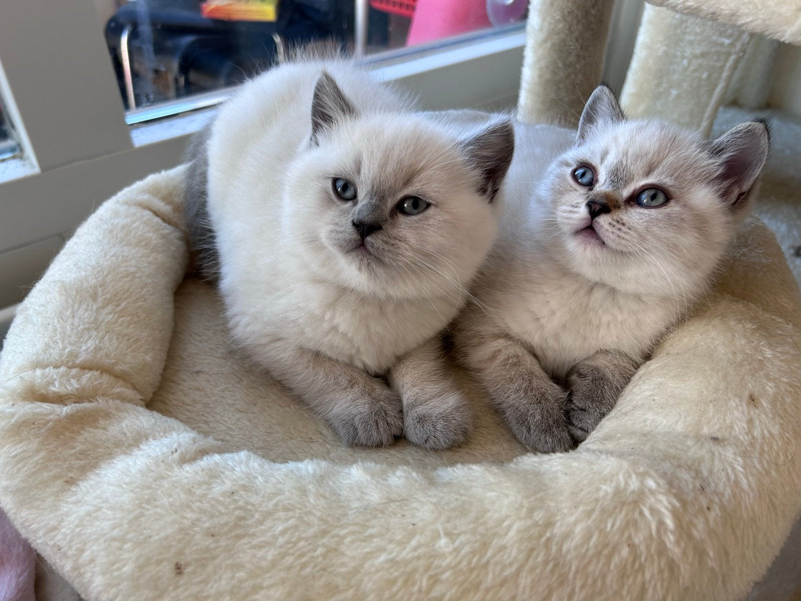100% Britse Korthaar kittens, Dieren en Toebehoren, Meerdere dieren, Kortharig, 0 tot 2 jaar