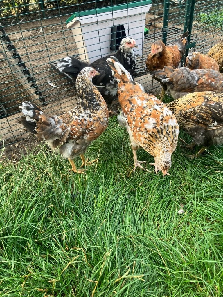Zweedse Bloemenkip, Dieren en Toebehoren, Vrouwelijk, Kip