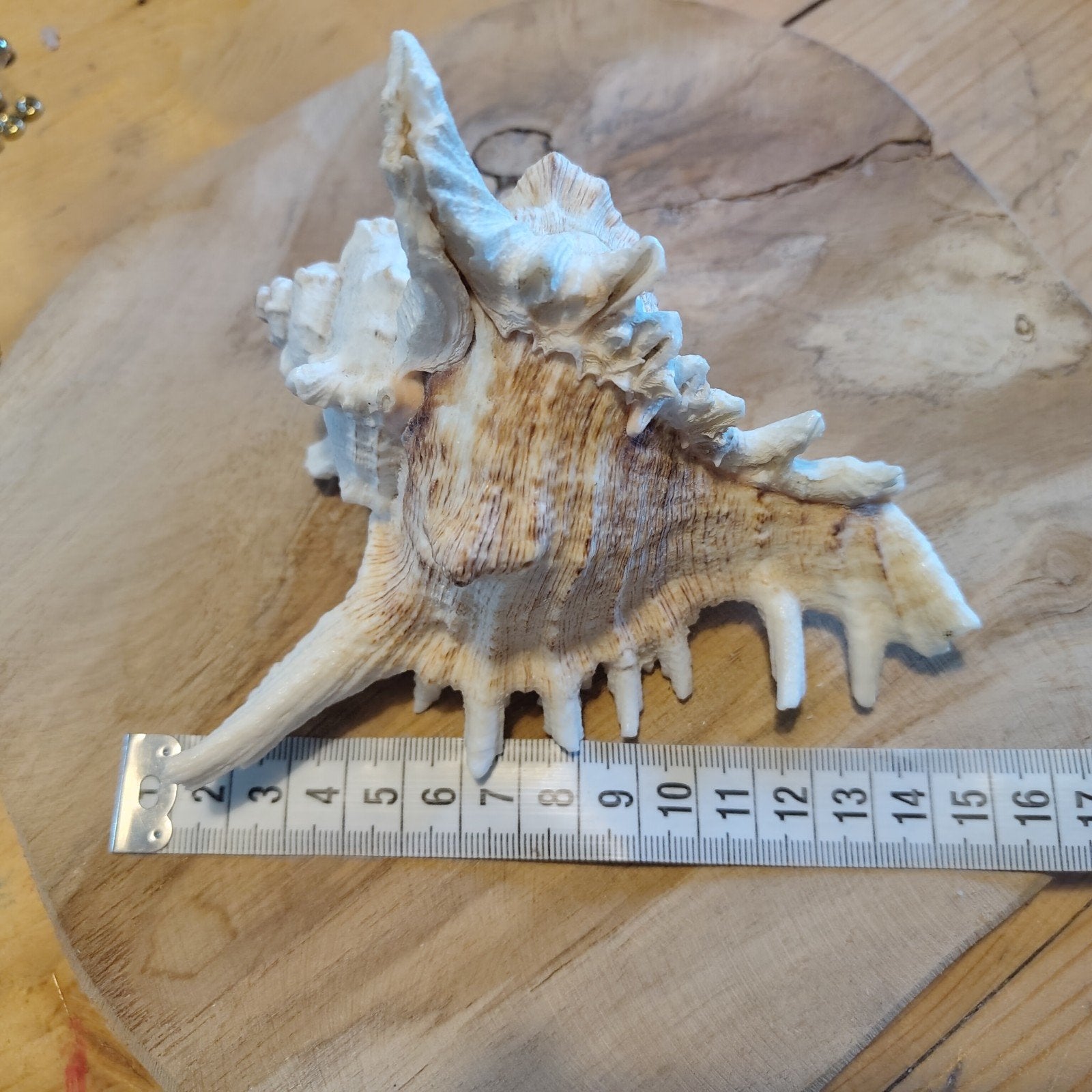Decoratieve zeeschelp - Murex Ramosus, Ophalen of Verzenden