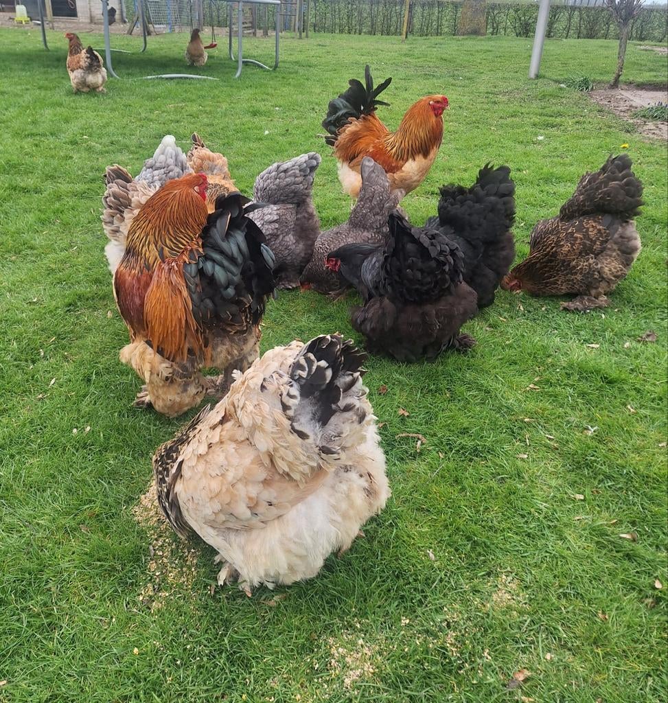 Brahma broedeieren, Dieren en Toebehoren, Geslacht onbekend, Kip