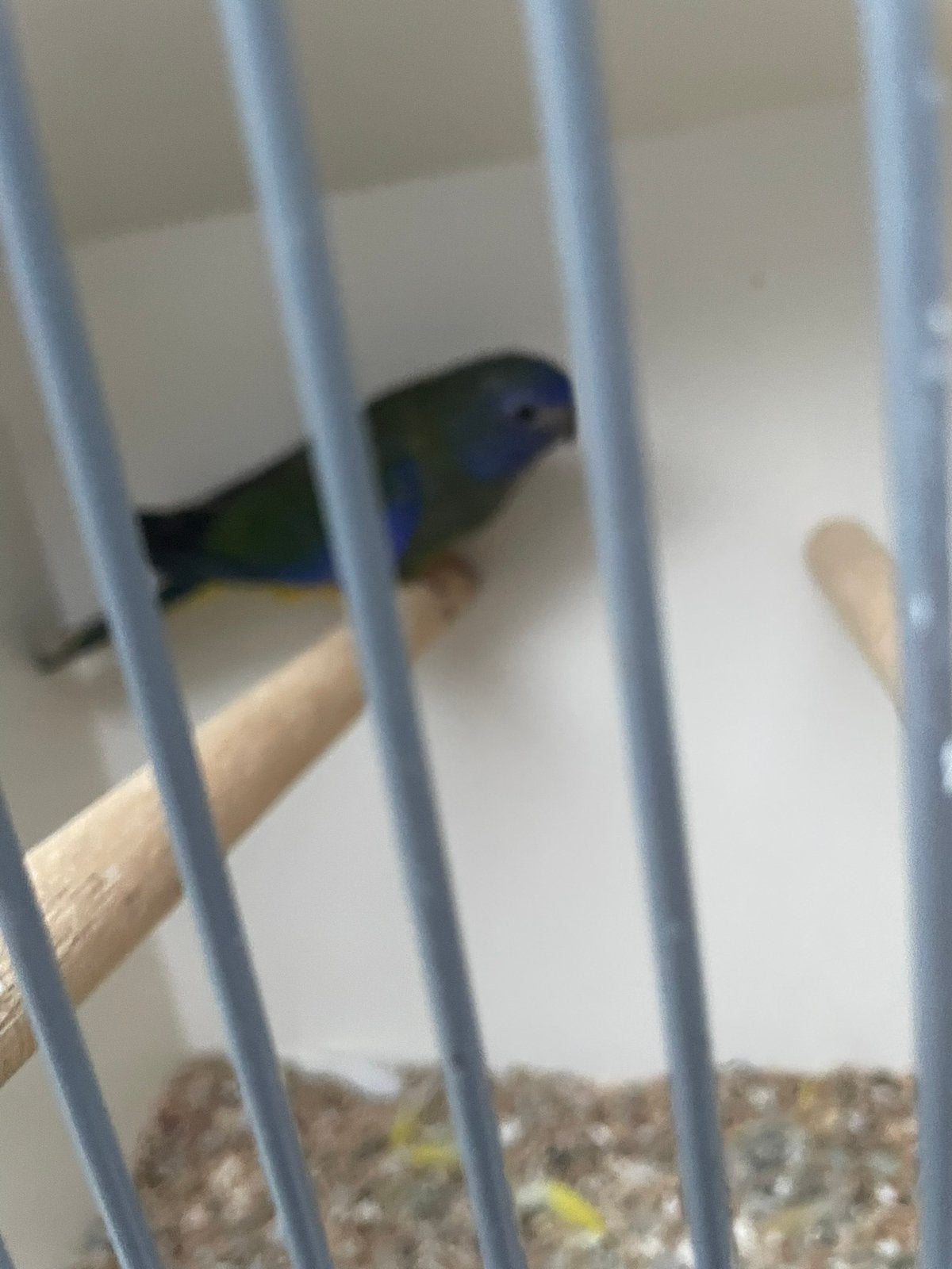 Splendid pop 2025, Dieren en Toebehoren, Vrouwelijk