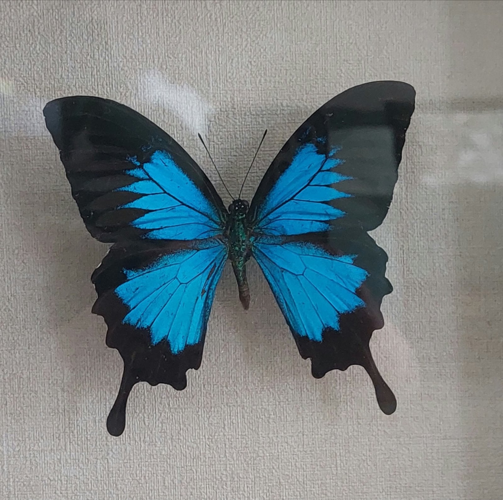 Papilio Ulysses vlinder in dubbelglas lijst (25x25cm), Ophalen of Verzenden, Gebruikt