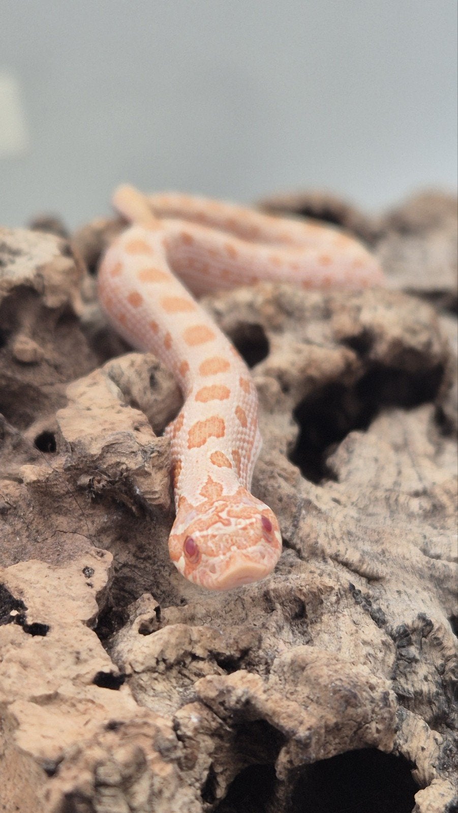 Haakneusslangen uit 2026 Snow/het snow Hognose Snake photo 12