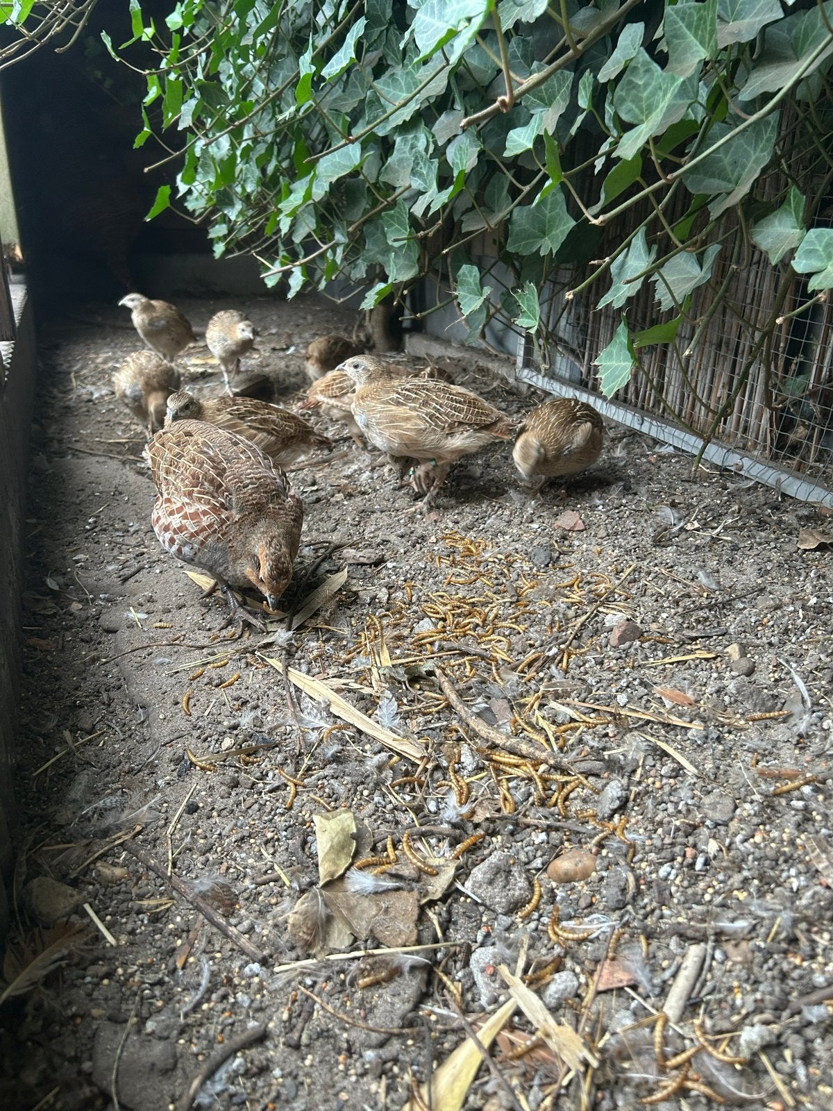Europese patrijzen, Dieren en Toebehoren