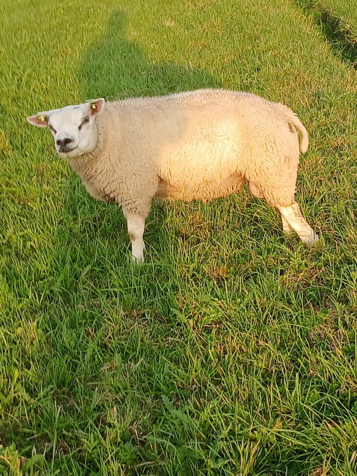 texelaar dekramen, Dieren en Toebehoren, Mannelijk, Schaap
