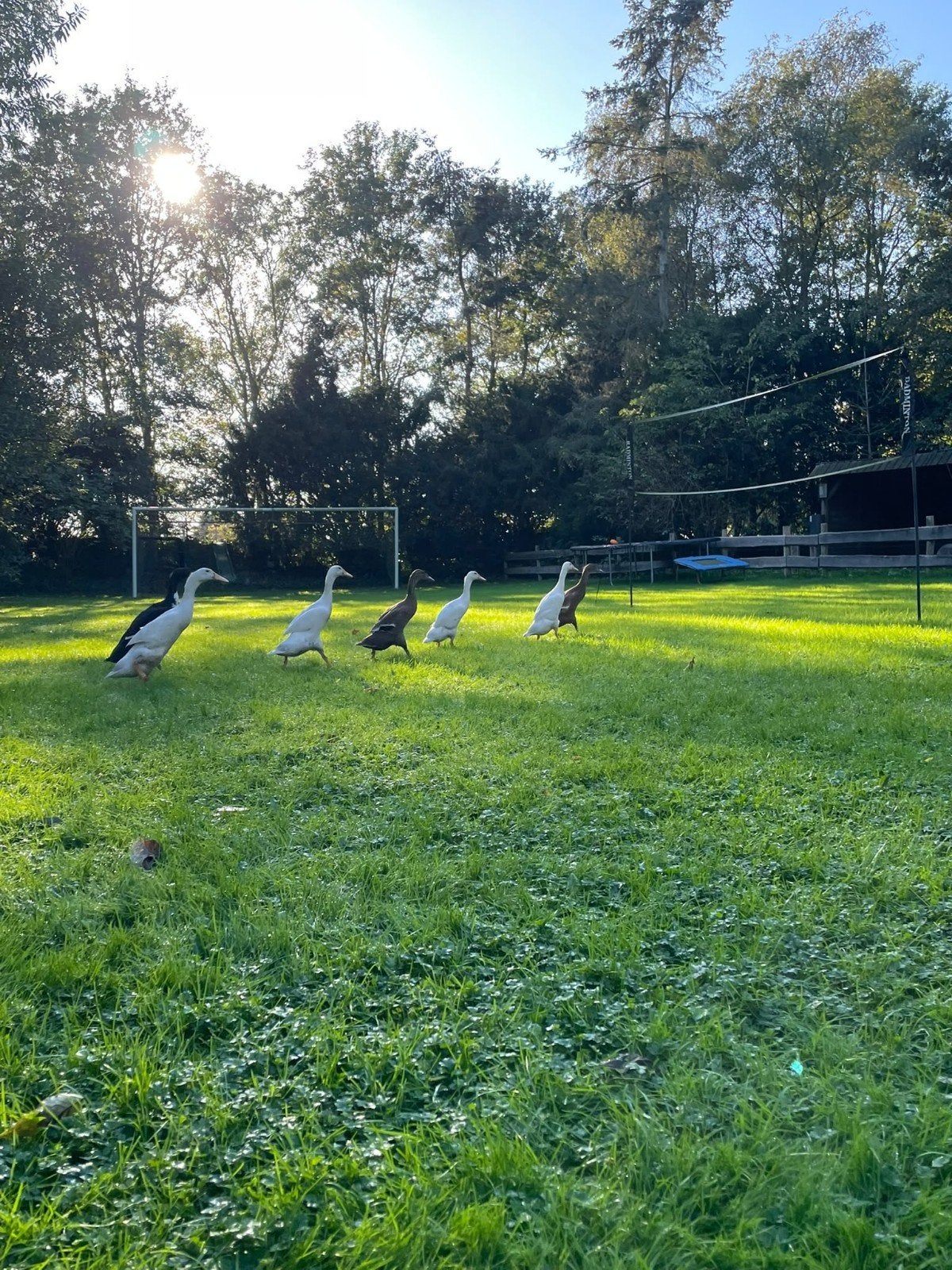 Jonge loopeenden, Dieren en Toebehoren, Meerdere dieren, Eend