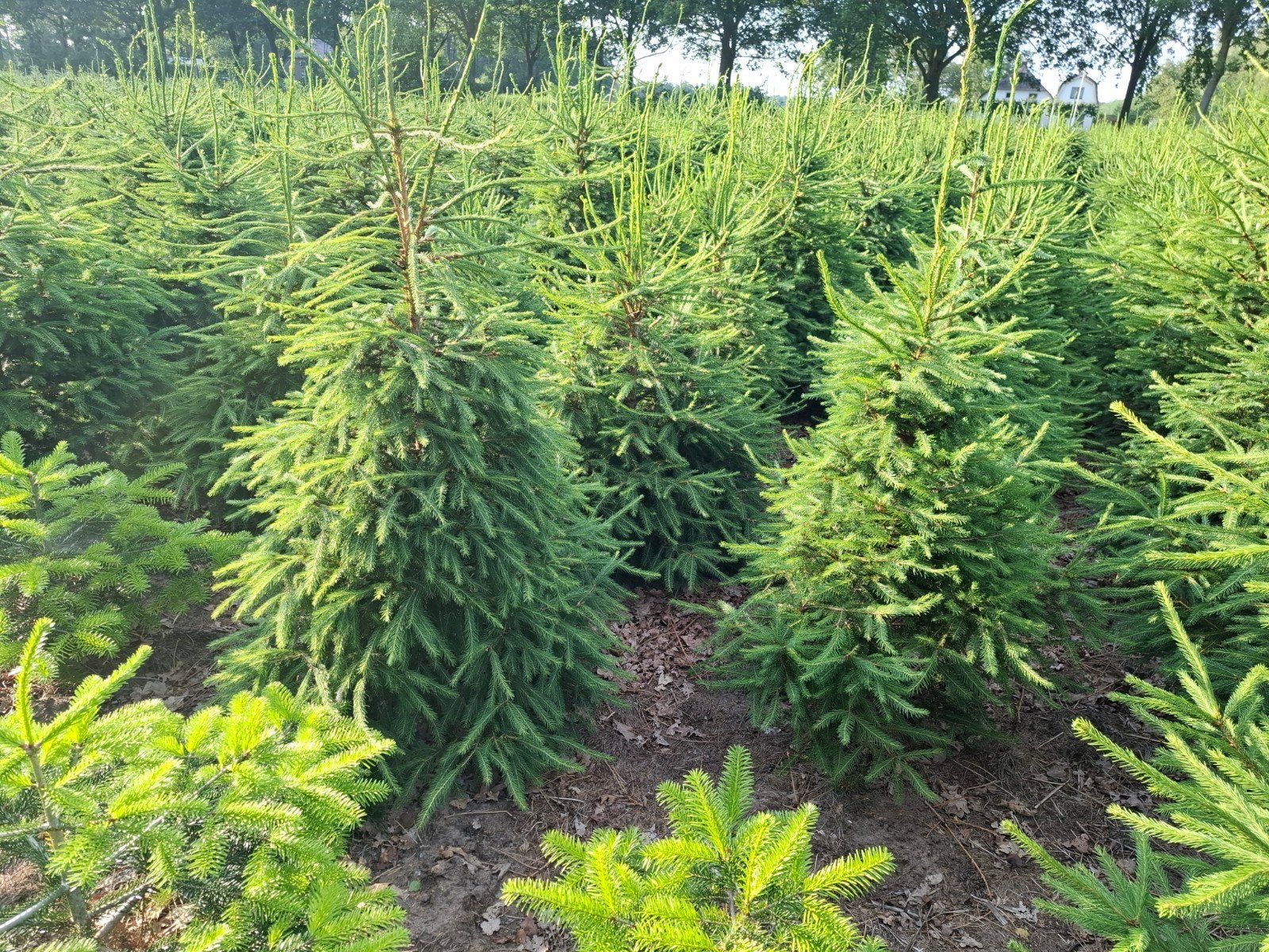 kerstbomen, Overige soorten, 100 tot 250 cm, Zomer, Ophalen