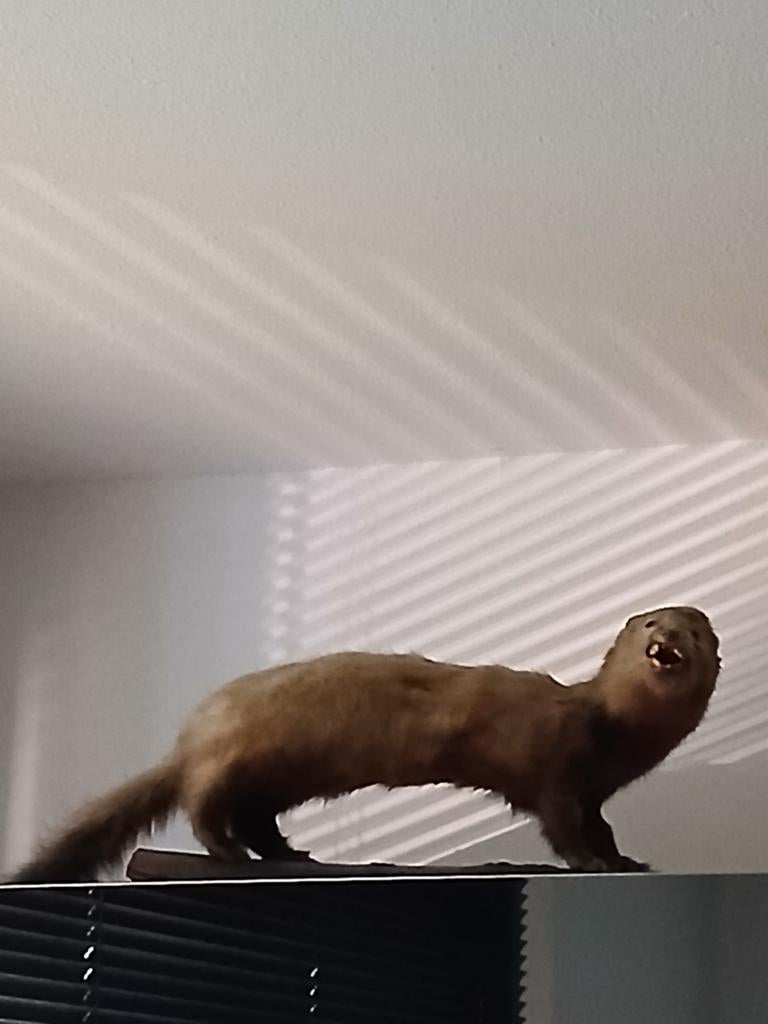 Opgezet dier beest, Ophalen of Verzenden