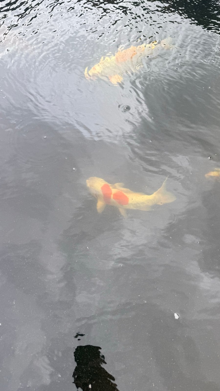 Koi karper te koop 2, Dieren en Toebehoren, Vissen | Vijvervissen, Karper of Koi