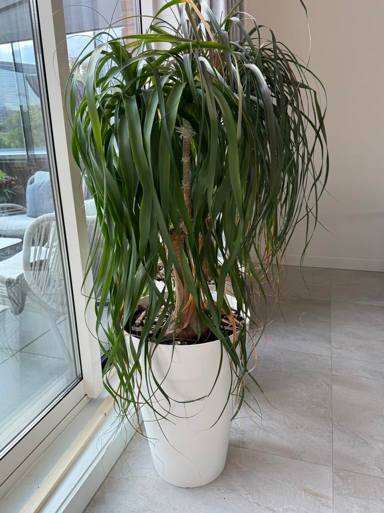 Twee mooie olifantspot (Beaucarnea recurvata), Huis en Inrichting, Kamerplanten, Ophalen, 100 tot 150 cm, Overige soorten, In pot