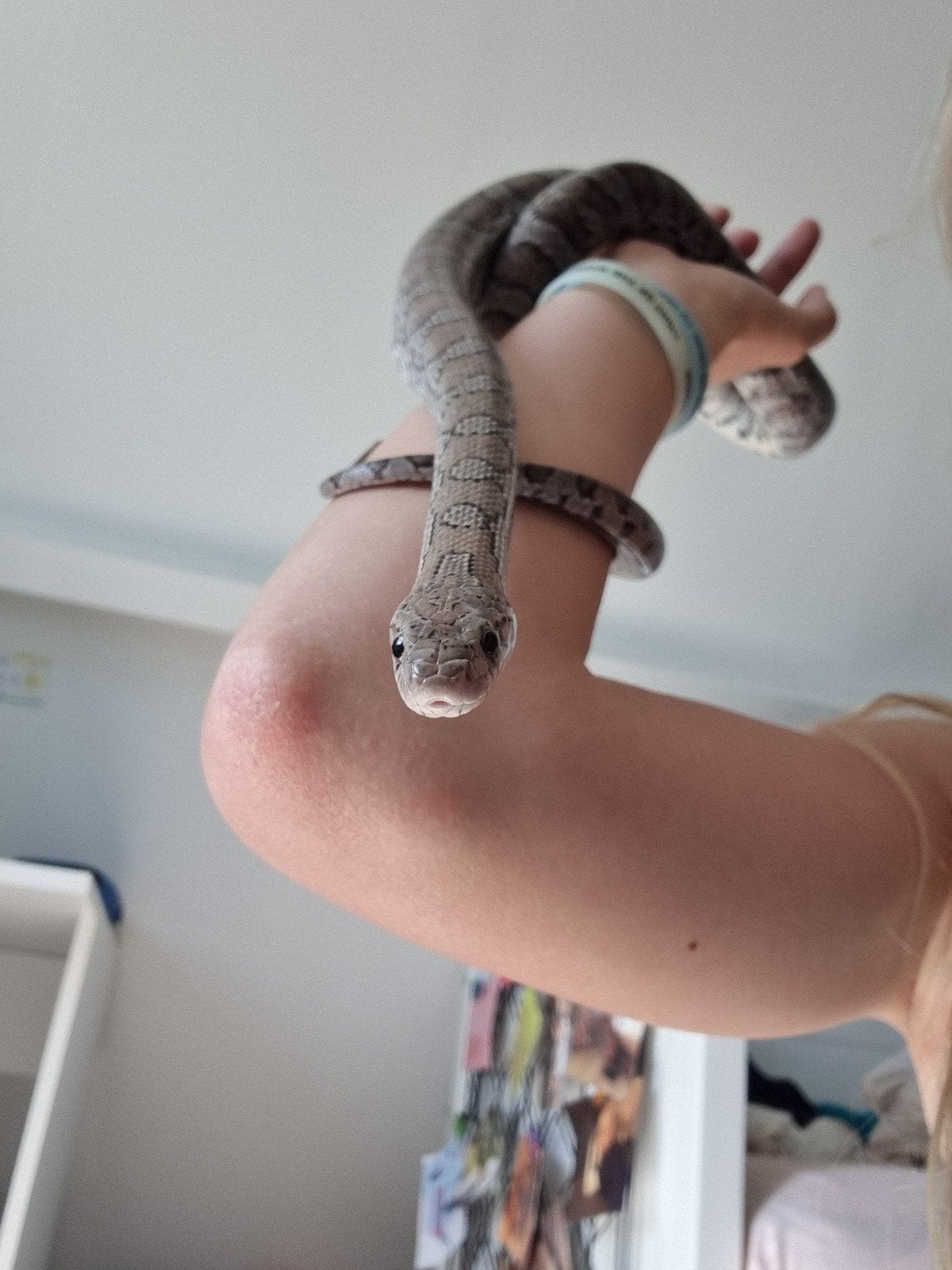 Koppel rattenslangen Rat Snake photo 6
