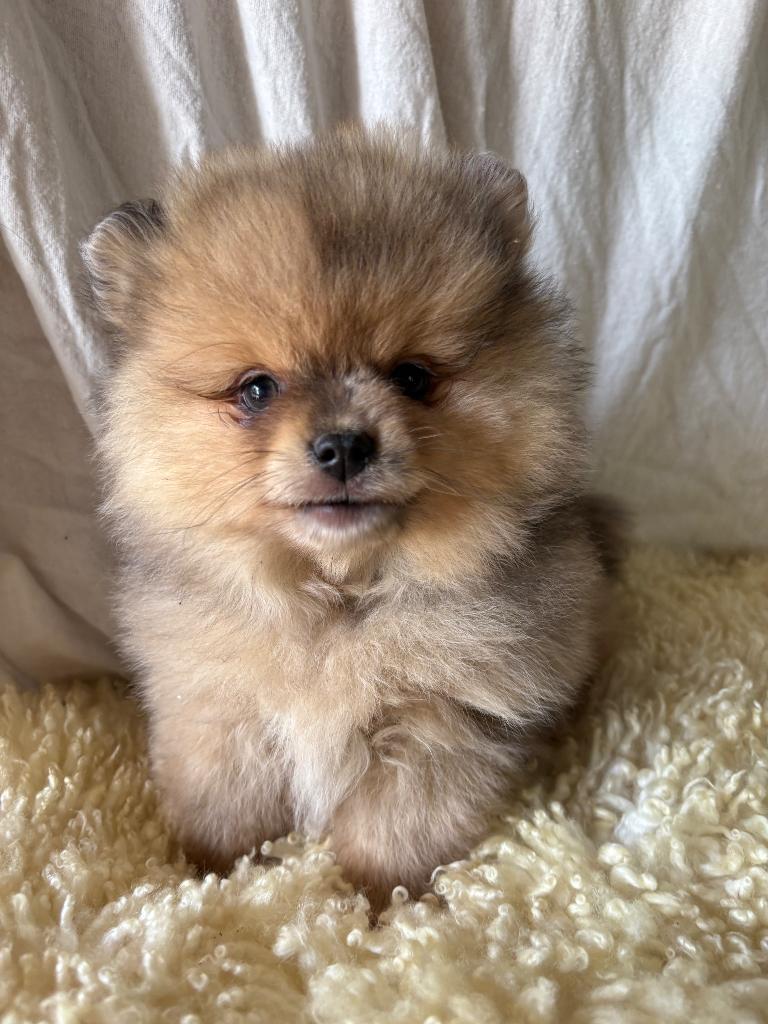 MAG VERHUIZEN Pomeriaan- pomeranian, Dieren en Toebehoren, Honden | Poolhonden, Keeshonden en Oertypen, Parvo, Nederland, 8 tot 15 weken