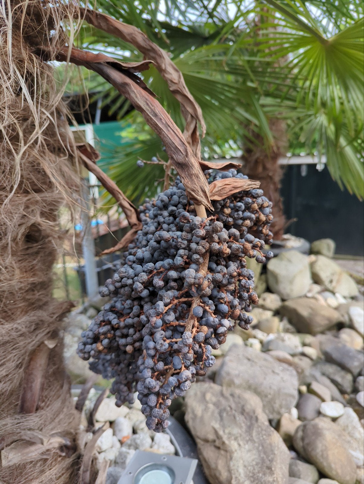 Trachycarpus Fortunei Palmboom Zaden - Per Tros, Ophalen of Verzenden, Gehele jaar, Volle zon, Zaad