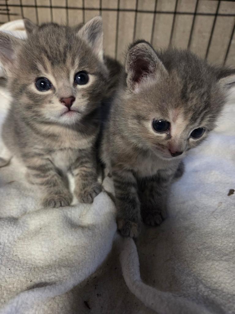 Prachtige kittens, Meerdere dieren