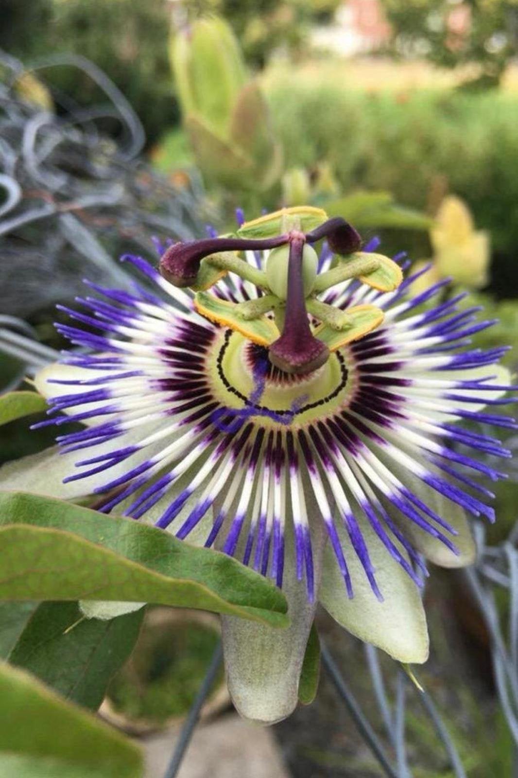Passiebloem stekjes Biologische Passiflora klimplant groenbl, Ophalen of Verzenden, Overige soorten, Volle zon
