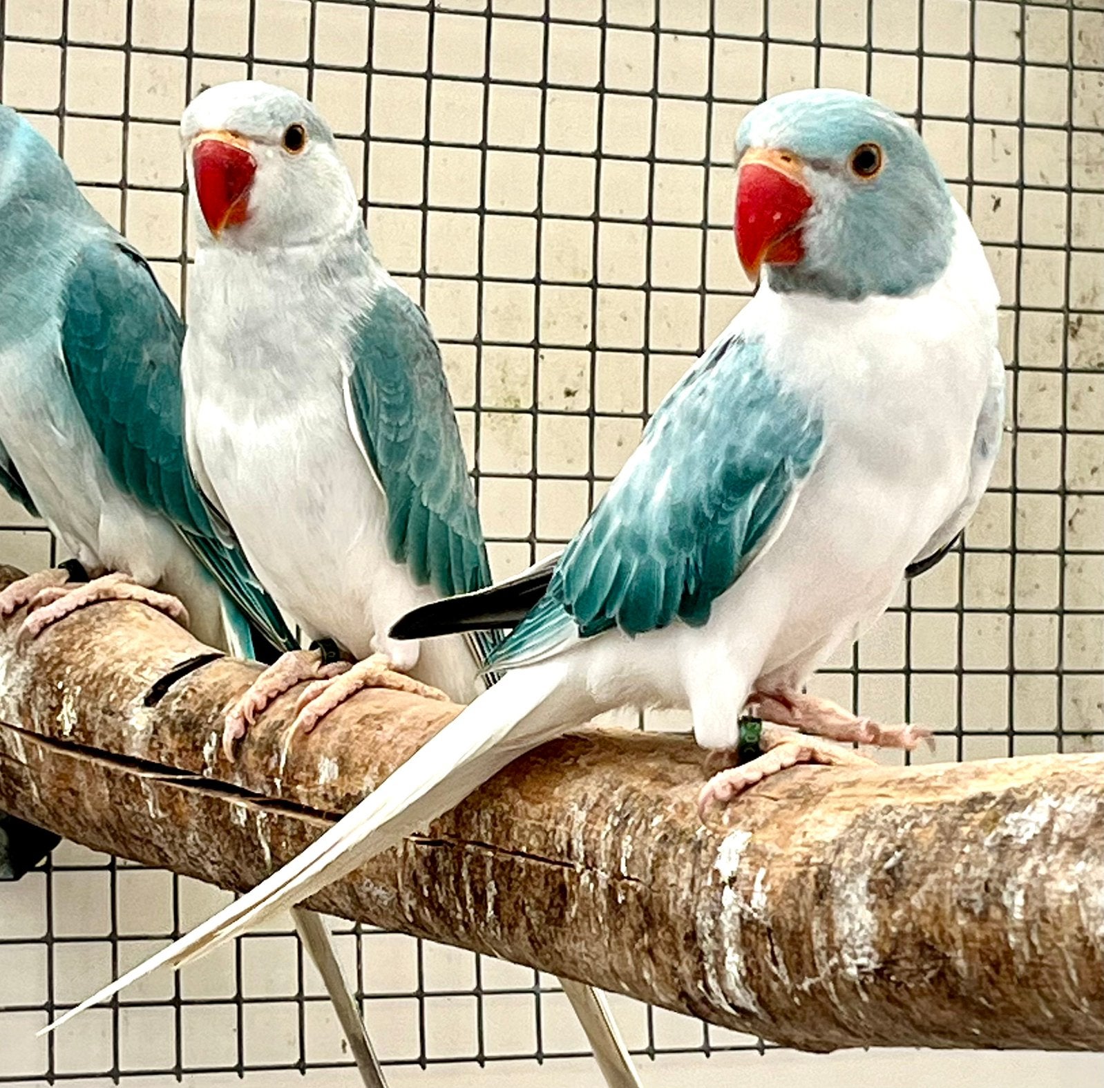 Halsbanden Opaline bleekstaart en bleekstaart split opaline, Dieren en Toebehoren, Meerdere dieren, Parkiet