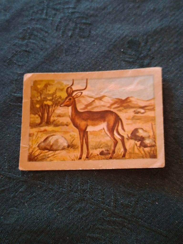 Prentje/Chromo : De impala / Chocolade Jacques, Verzamelen, Gebruikt, Verzenden, Prent, Natuur