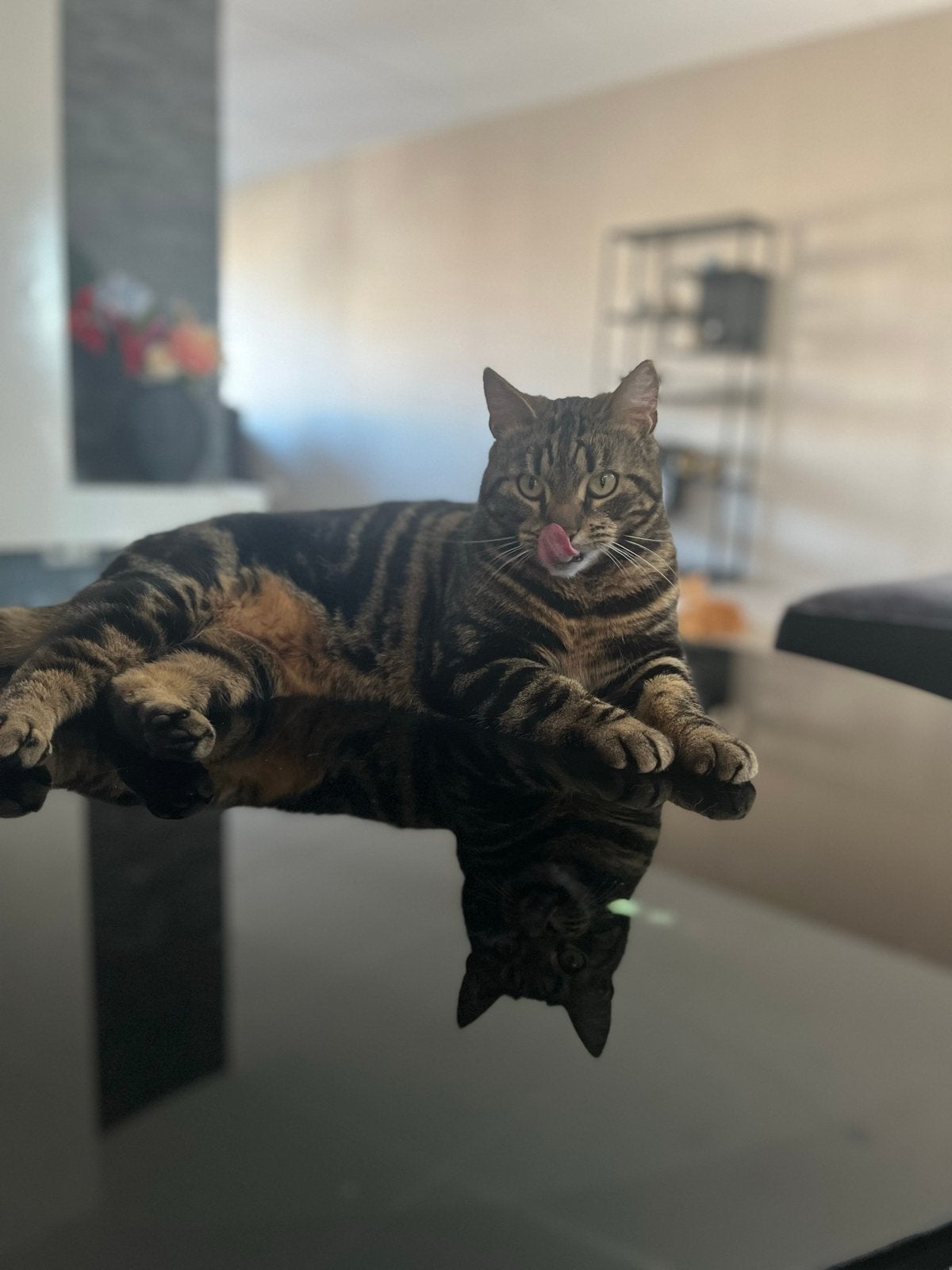 Poes, Meerdere dieren, Kortharig, 3 tot 5 jaar
