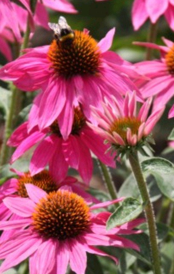 Zaden Echinicea 'Pink', Ophalen of Verzenden, Zaad