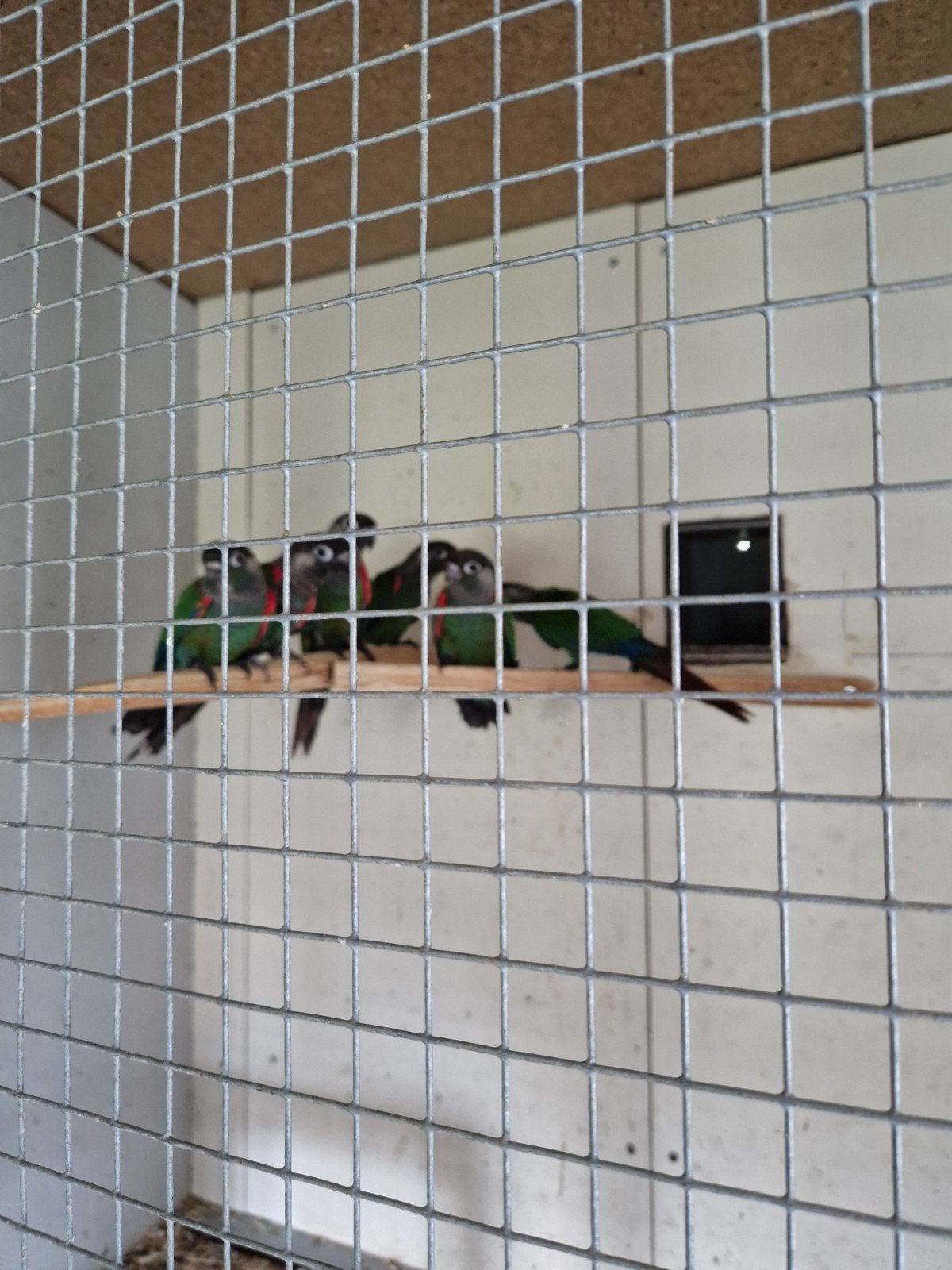 pyrrhura lepida, Meerdere dieren, Parkiet, Geringd