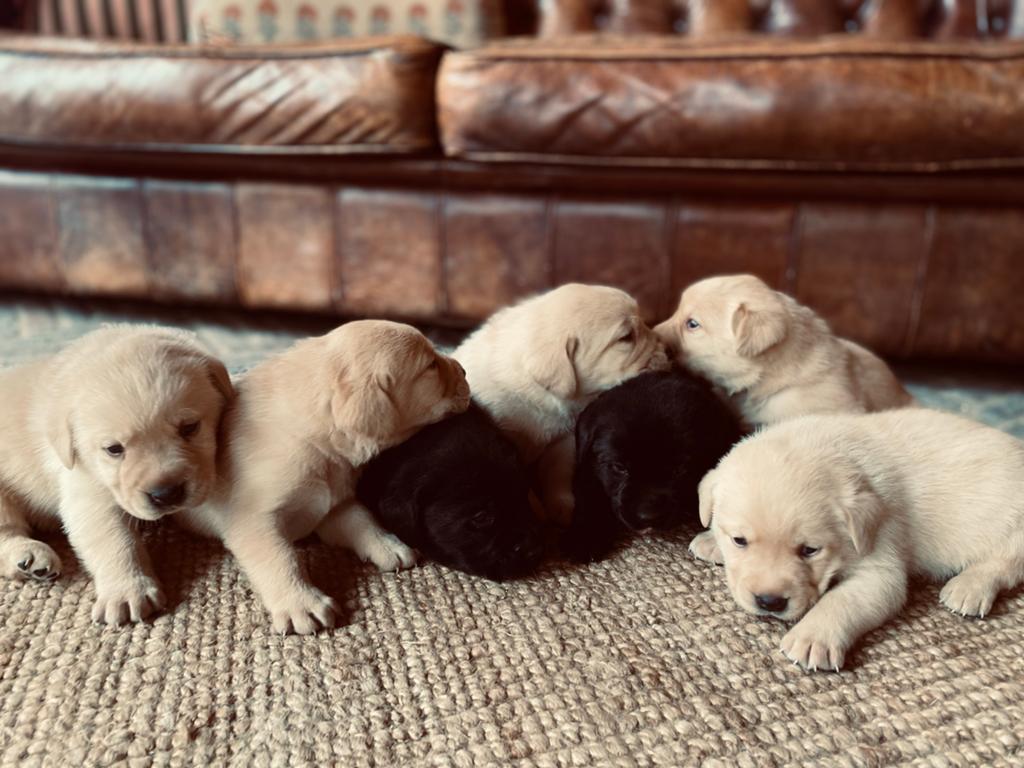 Labrador pups zoals wij ze graag zien, Labrador retriever, Meerdere, Meerdere dieren, Nederland
