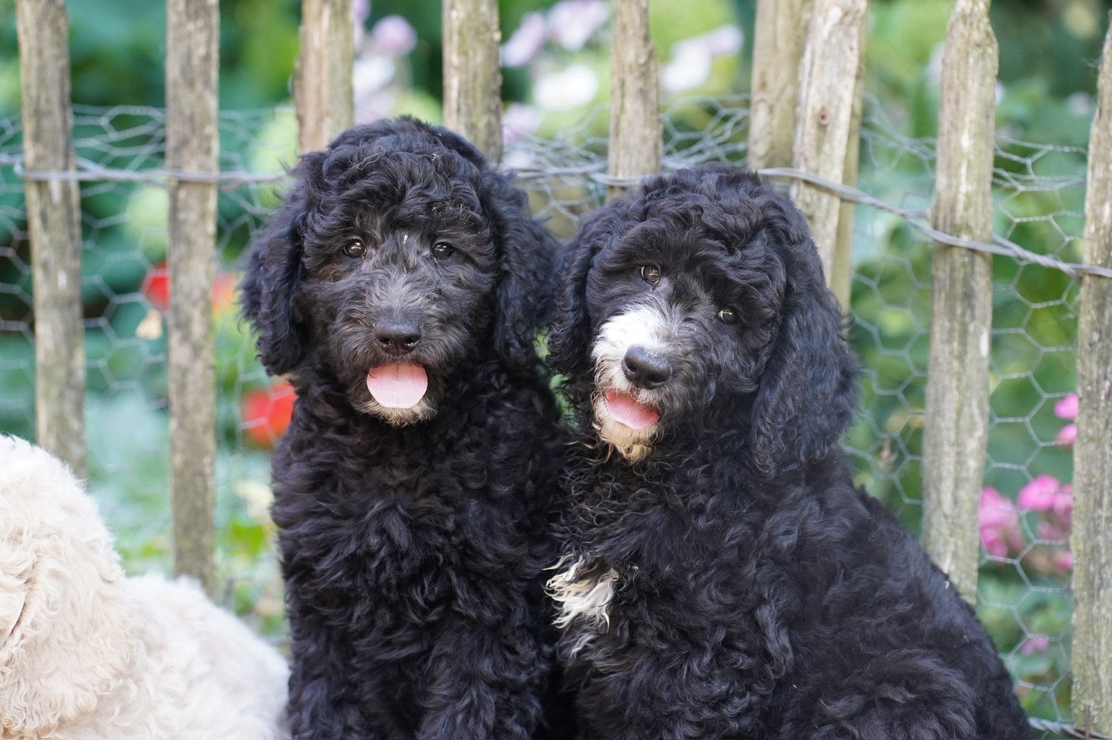 Labradoodle pups | Reutjes, Parvo, Nederland, 8 tot 15 weken, Meerdere