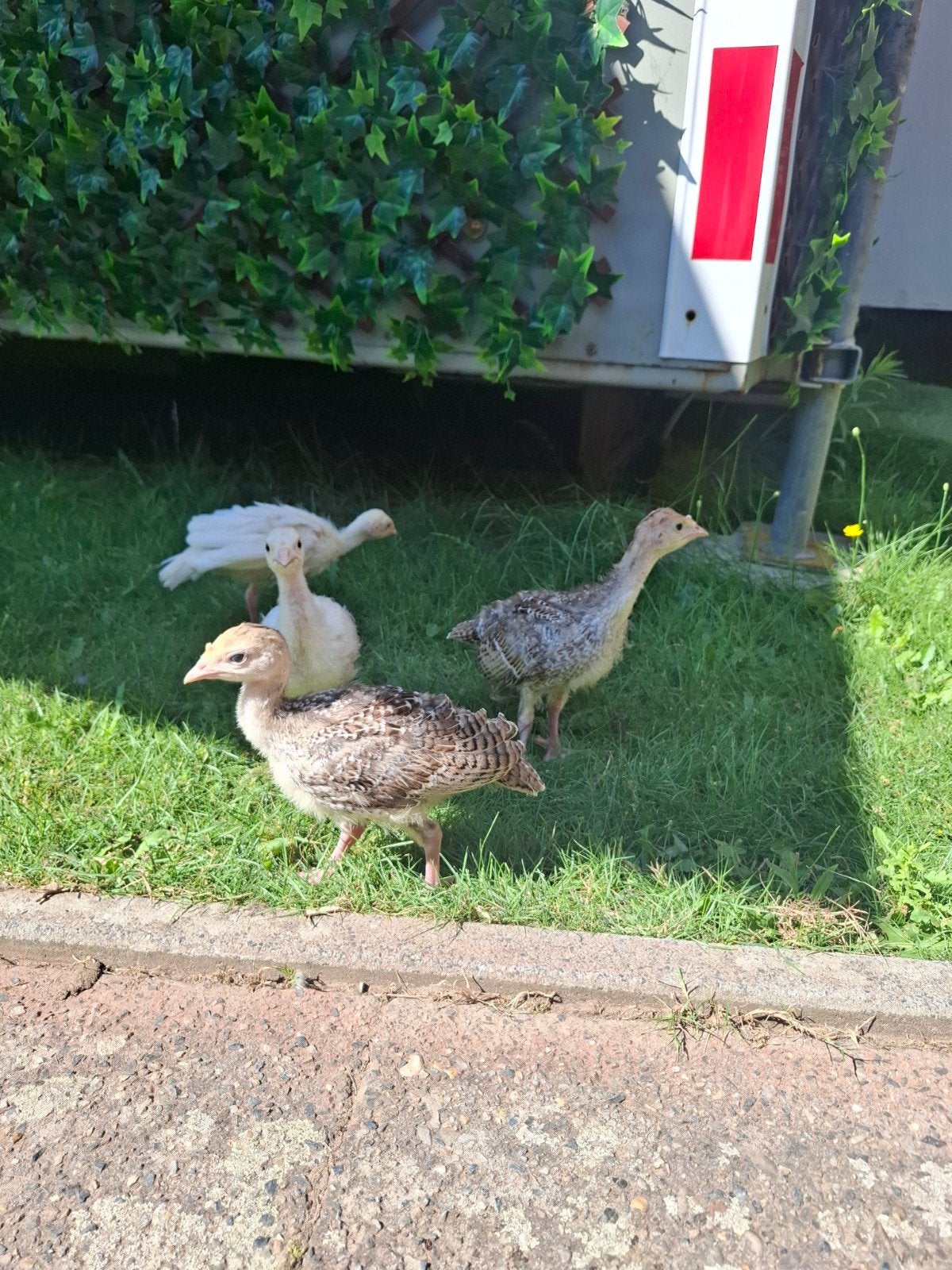 Jonge kalkoenen zoeken leuk huisje, Dieren en Toebehoren, Pluimvee, Meerdere dieren, Kalkoen