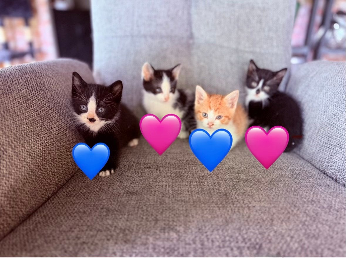Boerderij kittens, Kater