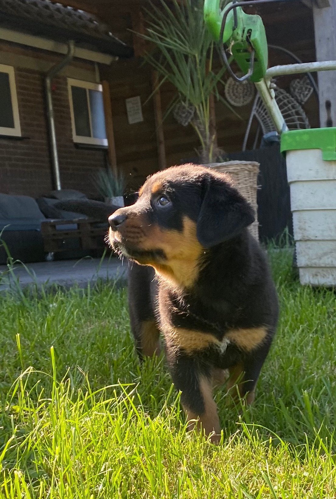 Pups Rottweiler x Zwitserse Sennen prachtige kruising, 8 tot 15 weken, Meerdere, Meerdere dieren, Nederland
