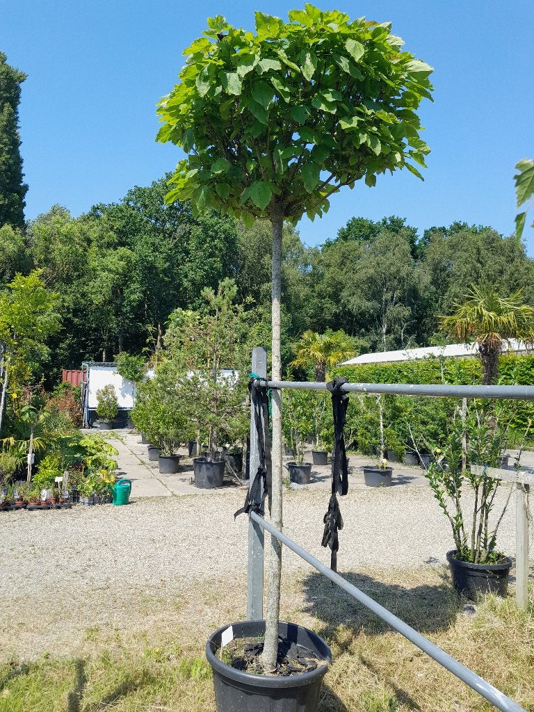Catalpa, 250 tot 400 cm, Zomer, Ophalen, Volle zon